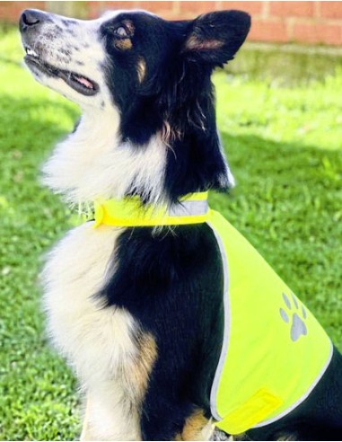 KOR-KTH100-Stretchy Hi-Vis Safety Vest For Dogs Buenos Aires